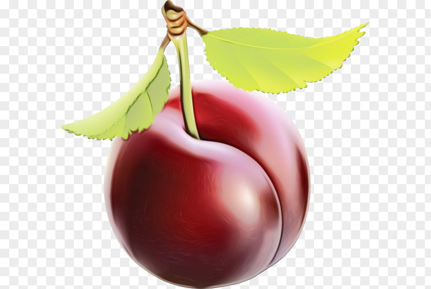 Plum Leaf European Fruit Cherry Plant Food PNG
