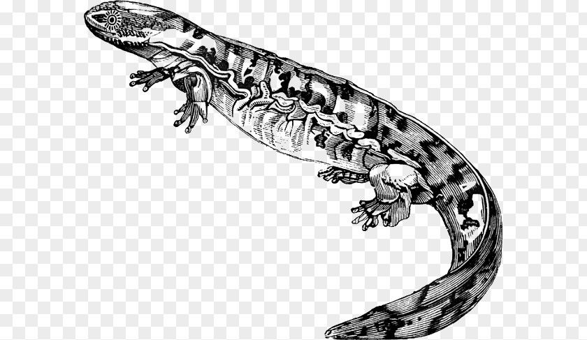 Salamander Salamanders And Newts Lizard Clip Art PNG