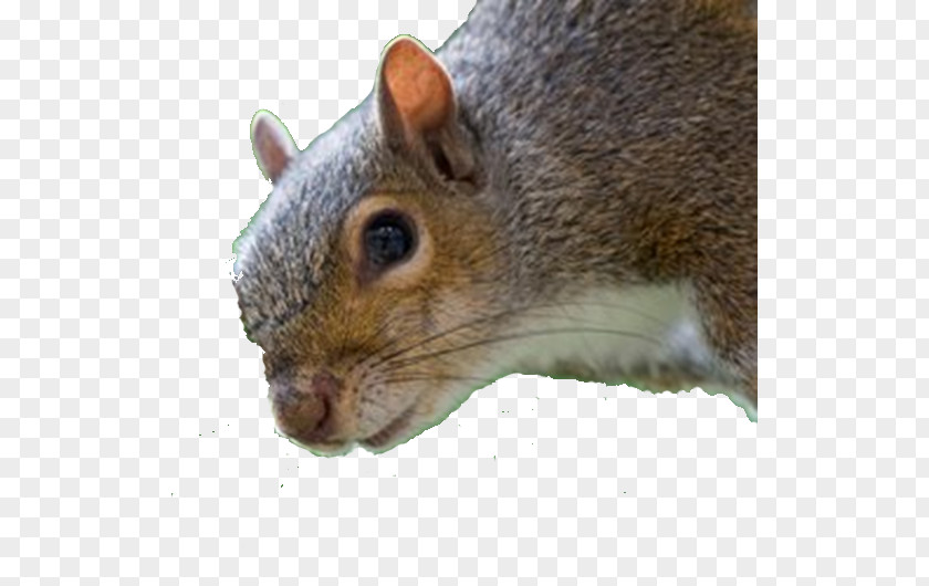 Squirrel Fox Image Laptop Personal Computer PNG