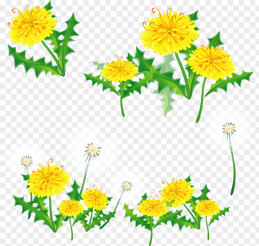 Dandelions Flower Clip Art PNG