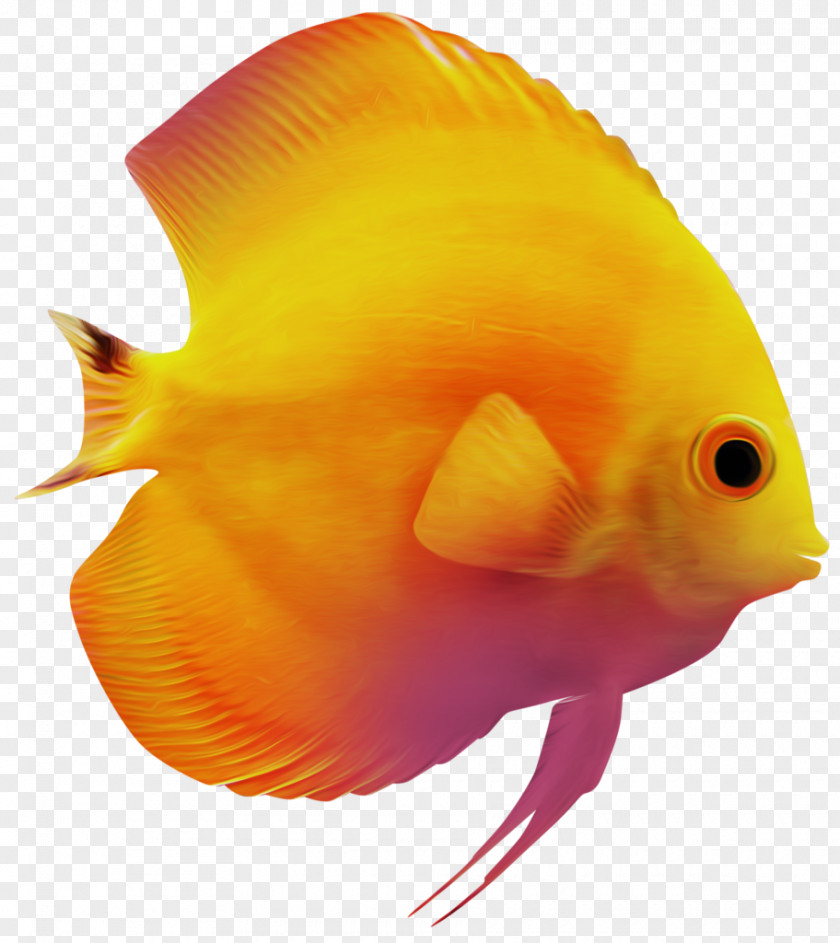 Fish Goldfish Clip Art PNG