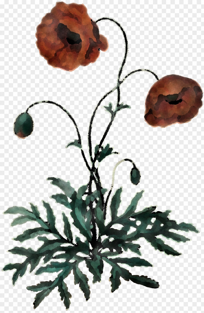 Flower Oriental Poppy Plant Anemone Family PNG