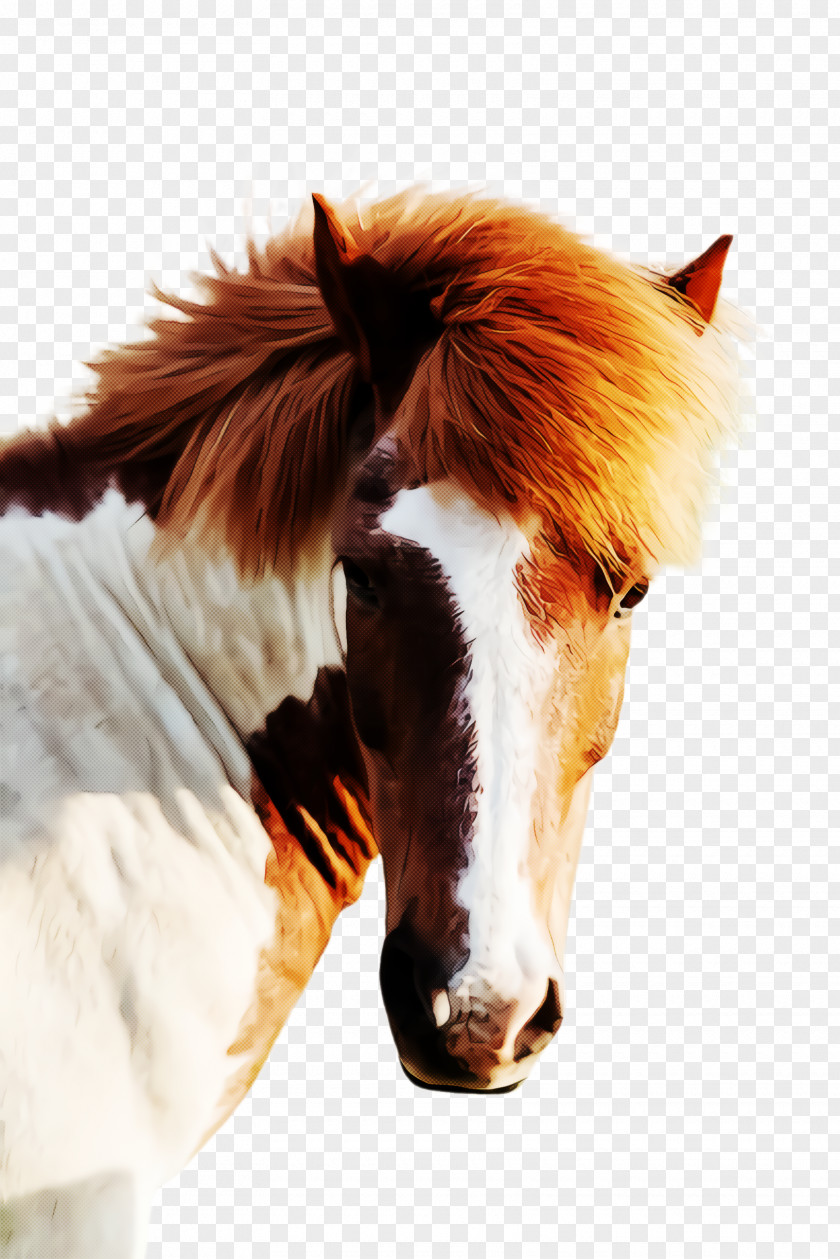 Fur Livestock Mustang Horse PNG