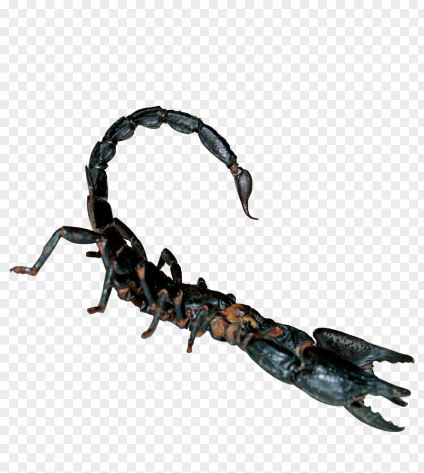 Poisonous Scorpion Toxin Reptile Poison PNG