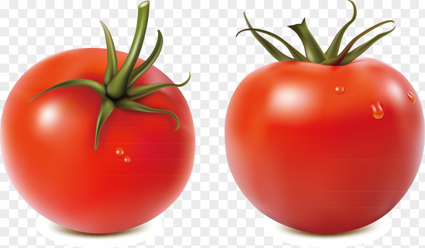 Seasonal Vegetable Decoration Vector Salsa Tomato Royalty-free Illustration PNG
