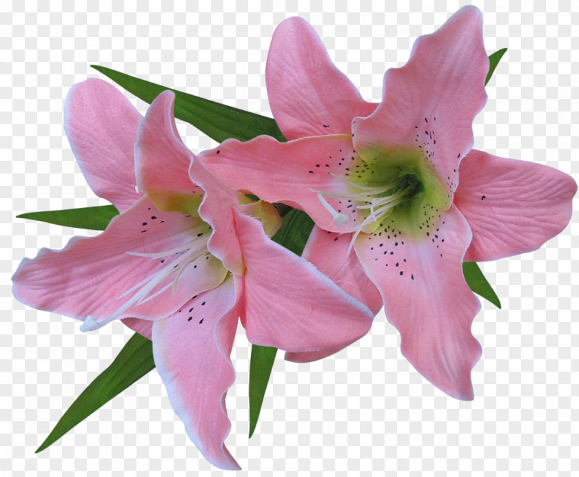 Transparent Pink Lily Flower Clipart Easter Clip Art PNG