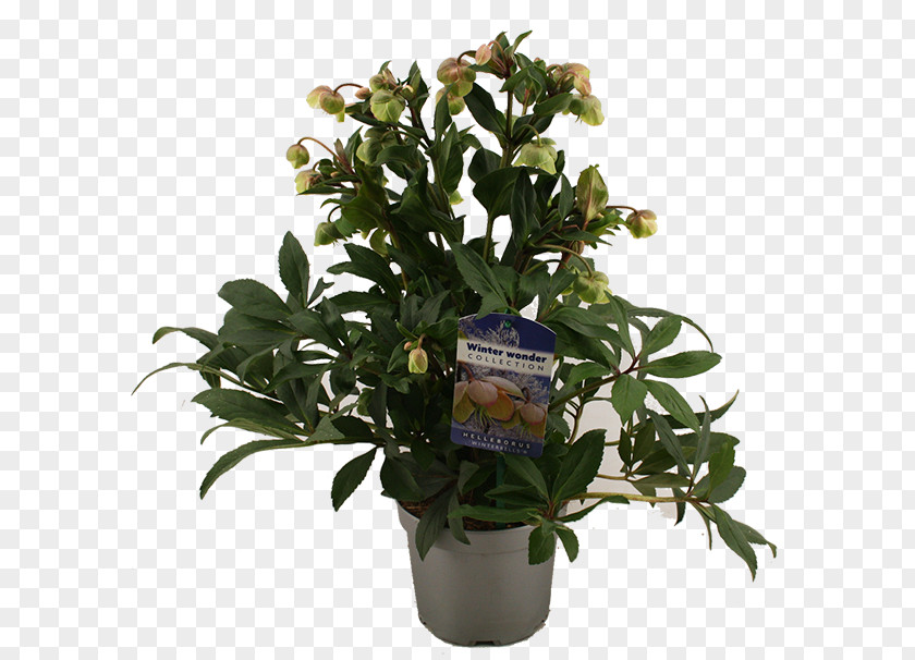 Tree Cut Flowers Flowerpot Houseplant Evergreen Shrub PNG