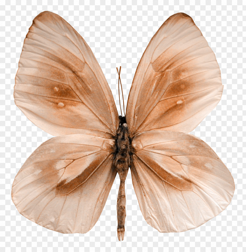 Beautiful Butterfly Moth PNG
