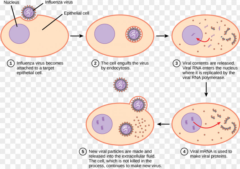 Cartoon Bacteria Virus Viral Replication Lytic Cycle Life Infection PNG