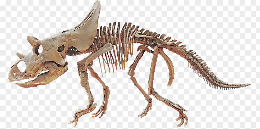 Dinosaur Agujaceratops Late Cretaceous Velociraptor Horned Dinosaurs PNG