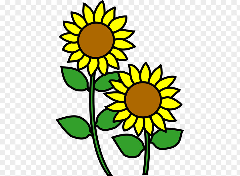 Flower Illust Common Sunflower りゅうおうのおしごと! 7 Clip Art PNG