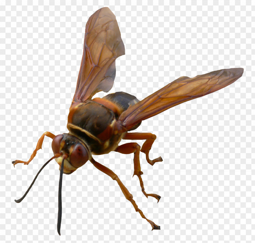 Insect Hornet Bee Pterygota Pest Wasp PNG