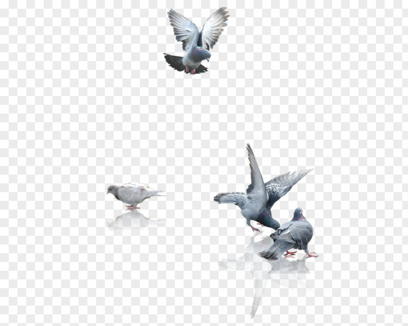 Pigeons Material Fauna Computer Wallpaper PNG
