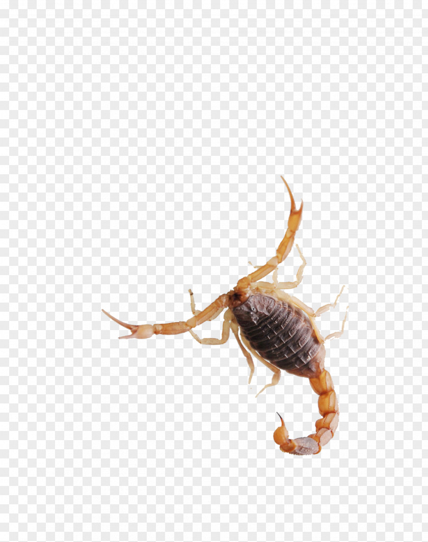 Scorpion Insect PNG