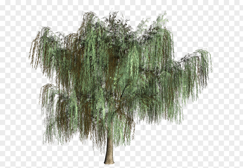 Tree Willow Shrub Mara Jaffray Vegetation PNG