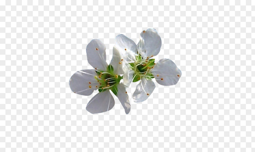 Two White Pear Petal Picture Material Blossom Flower PNG