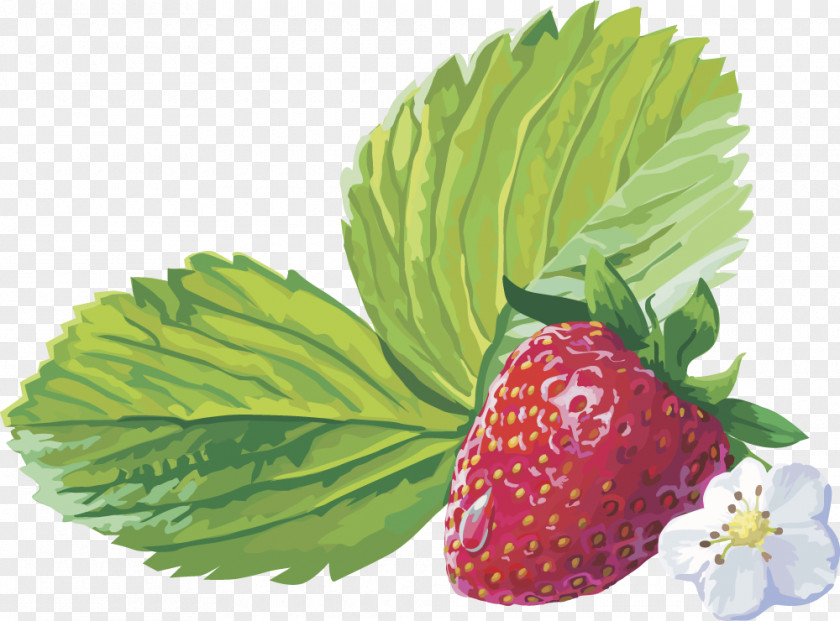 Vector Strawberry Fruit Musk Amorodo Clip Art PNG