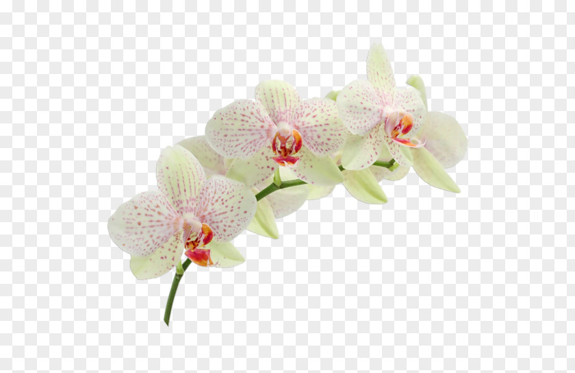 Wedding Invitation Moth Orchids Cattleya RSVP PNG