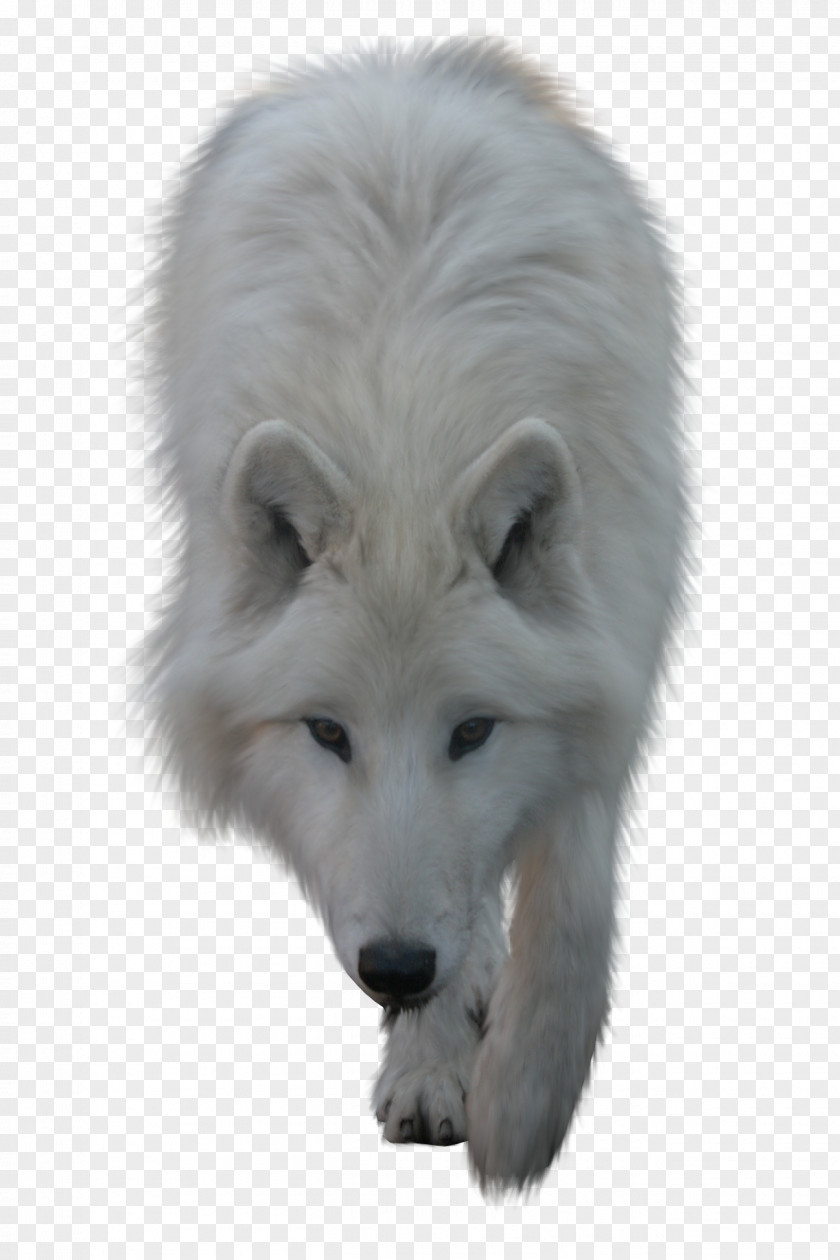 Wolf Arctic Clip Art PNG