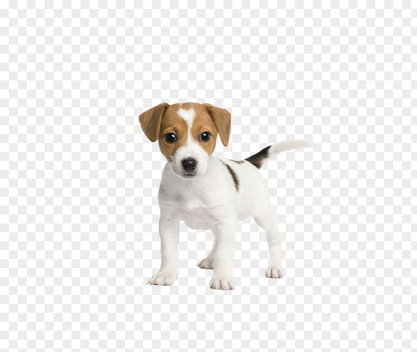 Dog Vector Jack Russell Terrier Puppy Pet Sitting Cuteness PNG