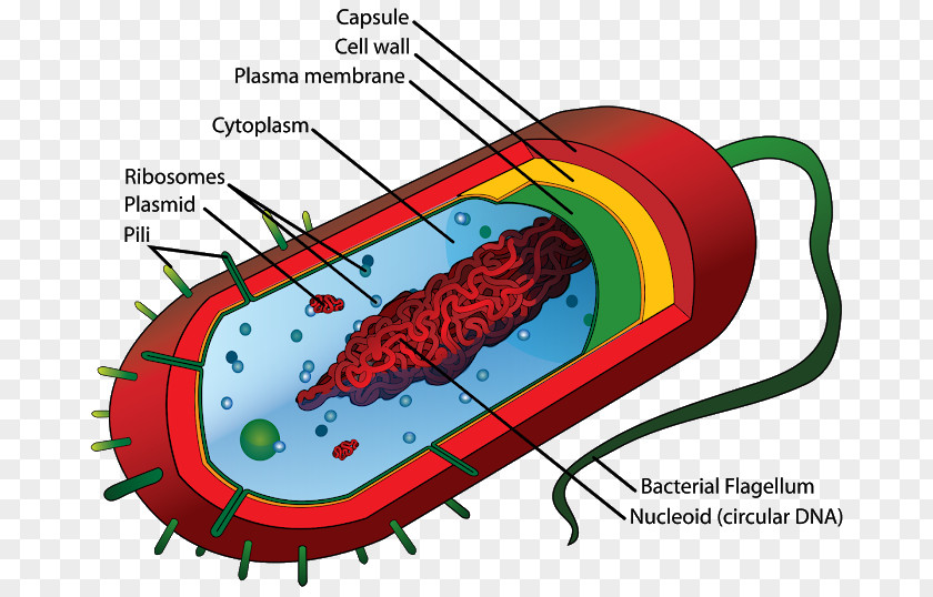Prokaryote Cell Theory Eukaryote Bacterial Structure PNG