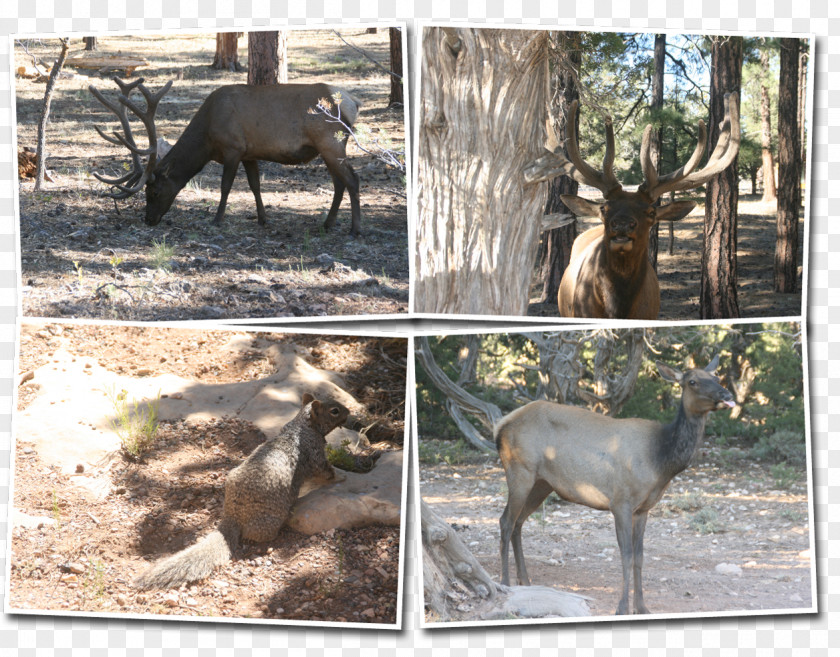 Reindeer Elk Wildlife Terrestrial Animal PNG