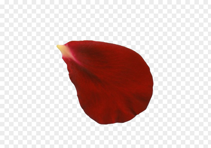 Rose Petal Flower Red Clip Art PNG