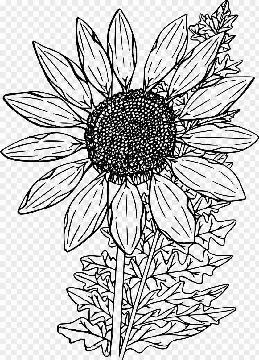 Wild Flower Coloring Book Drawing PNG