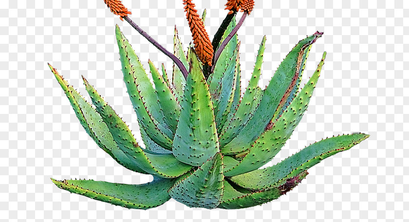 Aloe Barbadensis Miller Plant Vera Succulent Plants Desert Cactus PNG