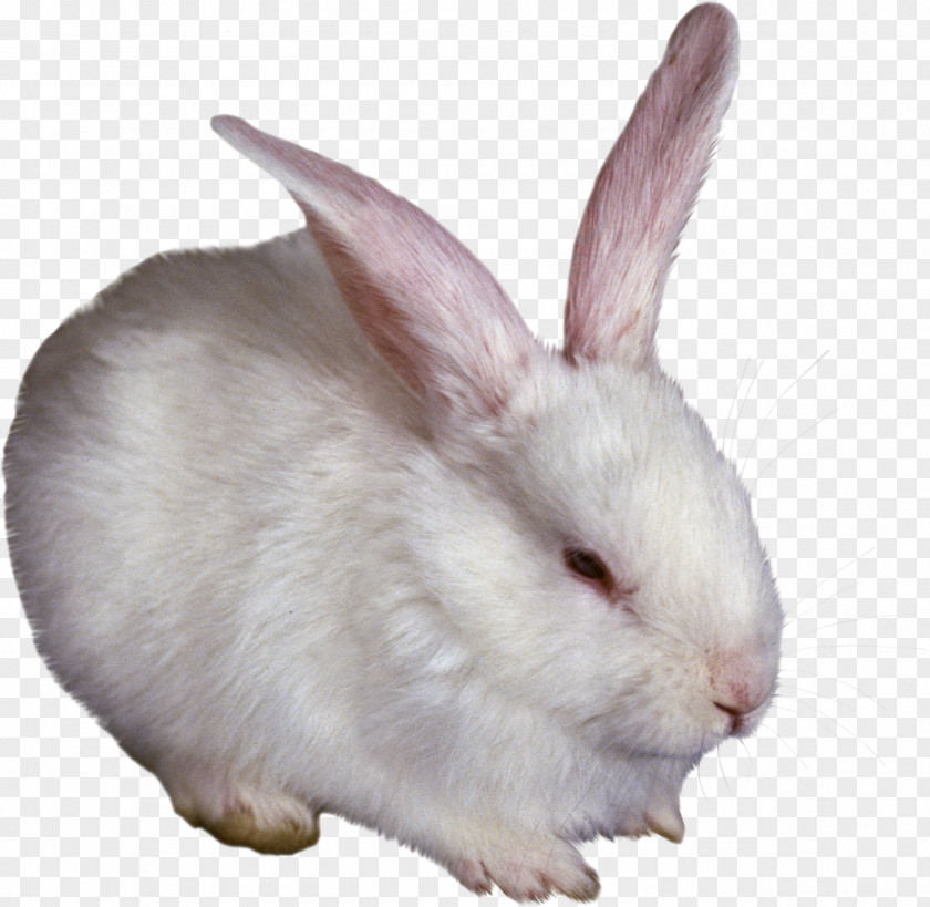 Bunny Rabbit Hare Domestic PNG