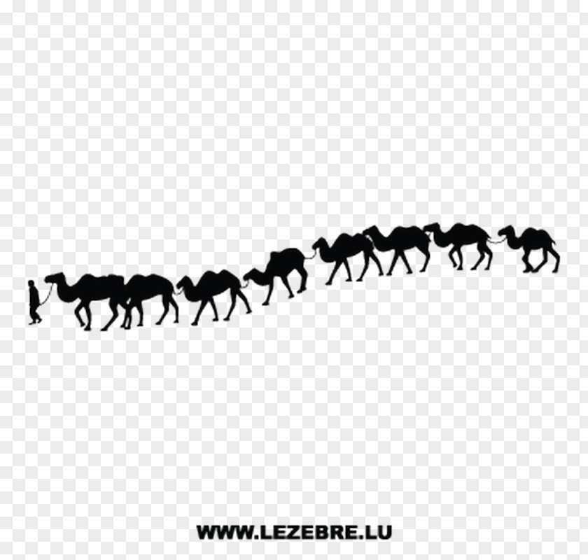 Camel Horse Sticker Silhouette Image PNG