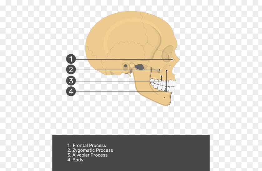 Condyloid Process Jaw Product Design Angle Skull PNG