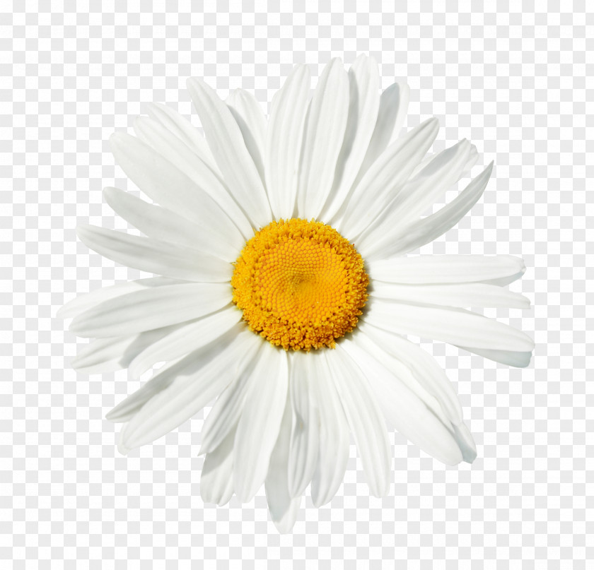 Daisy Common Stock Photography Flower Clip Art PNG