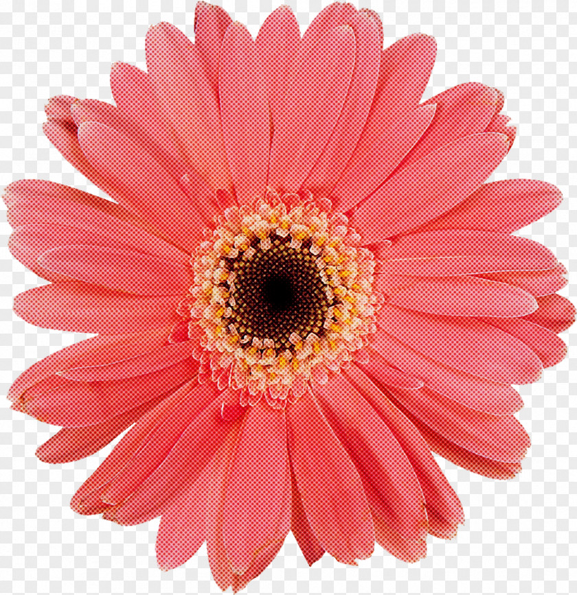 Flower Barberton Daisy Gerbera Pink Petal PNG