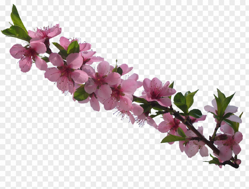 Flower Image Stock.xchng Material PNG