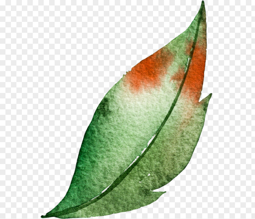 Leaf Watercolor Painting Green PNG