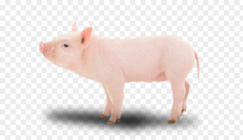 Porco Suckling Pig Image Photography PNG