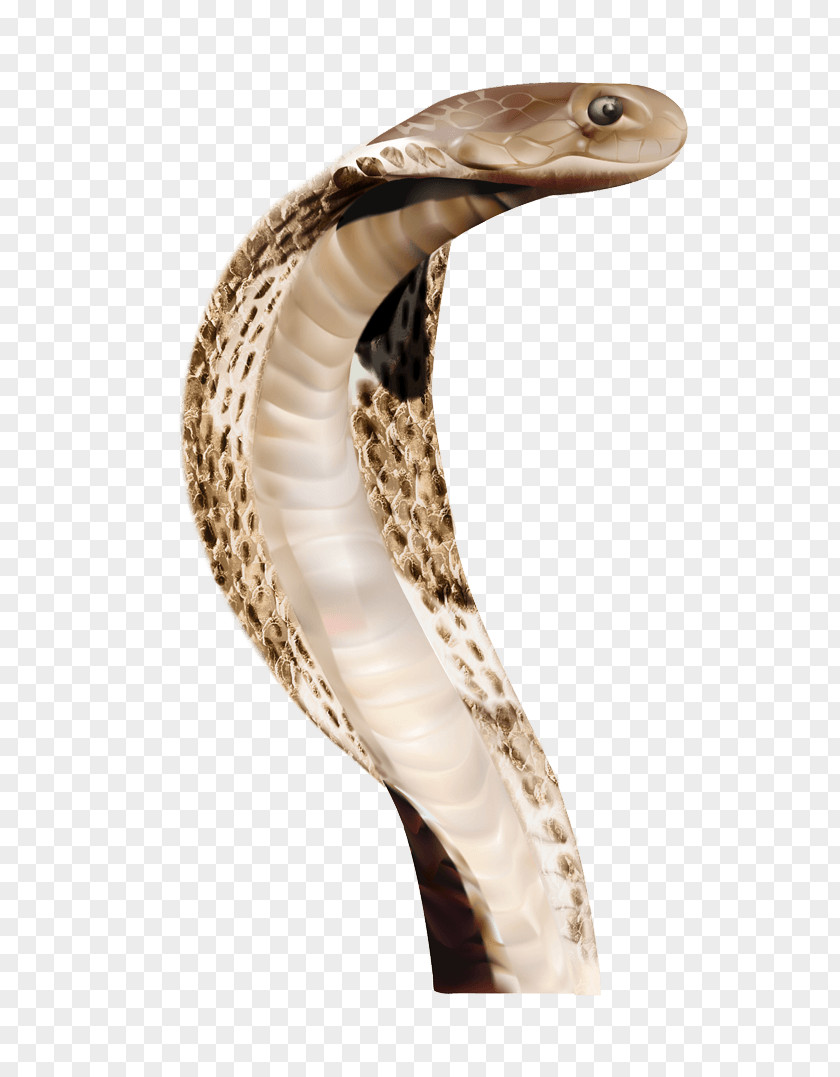 Snake Image Picture Download Indian Cobra Animal PNG