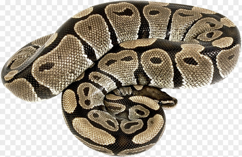 Snake Rattlesnake Reptile Vipers Boas PNG