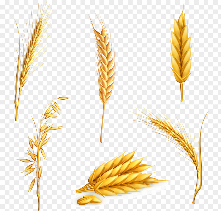 Wheat Ear Cereal PNG , Yellow wheat clipart PNG