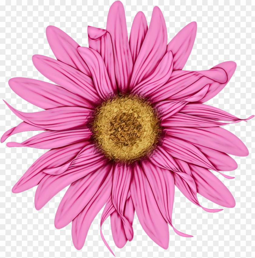 Daisy Cut Flowers PNG