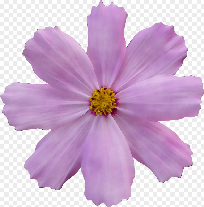 Daisy Family Garden Cosmos Flowering Plant Petal Flower Pink PNG