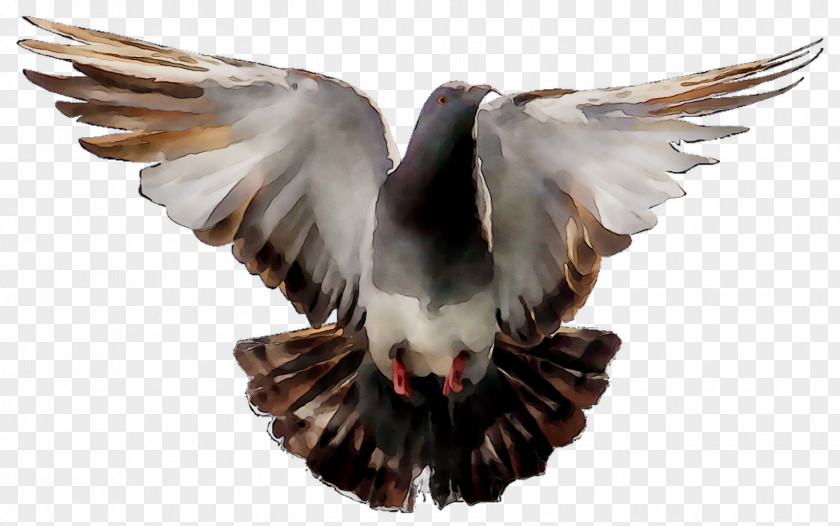 Domestic Pigeon Bird Transparency Image PNG