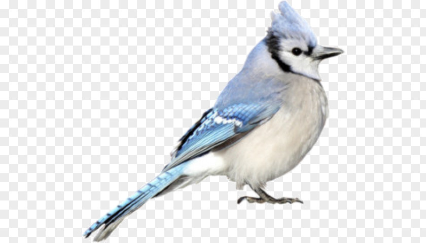 Feather Blue Jay Cobalt Chickadee Beak PNG