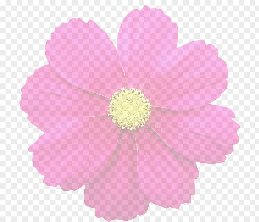 Floral Background Flower Clip Art PNG