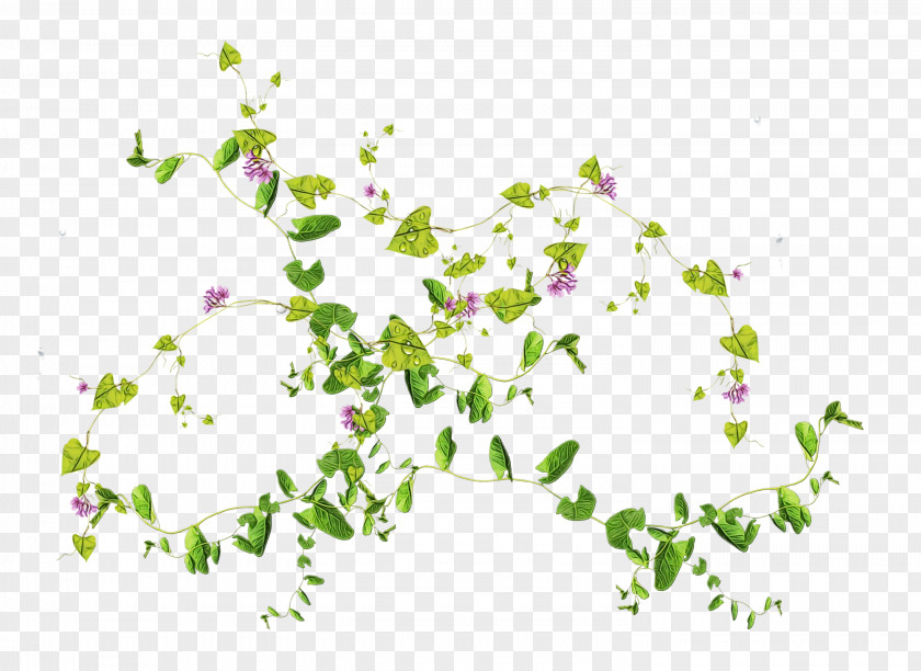 Herbaceous Plant Branch Leaf Flower Pedicel PNG
