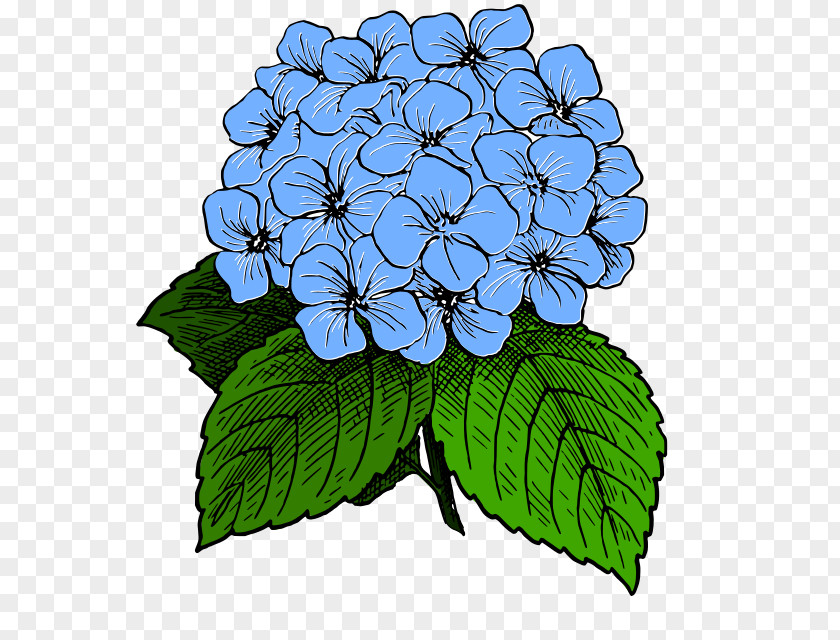 Hydrangea French Drawing Clip Art PNG