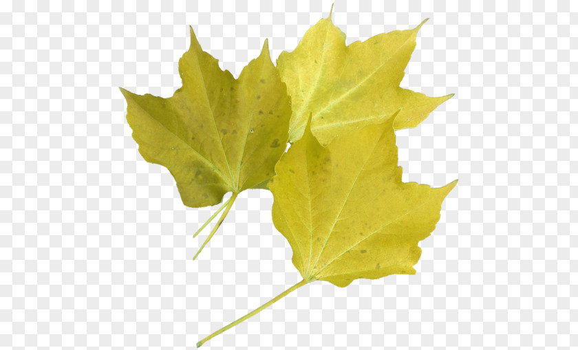 Leaf Maple Clip Art Plane Trees PNG