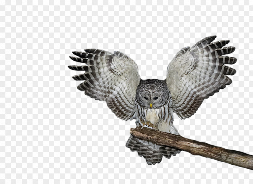Owl Tawny Great Horned Snowy Eastern Screech PNG
