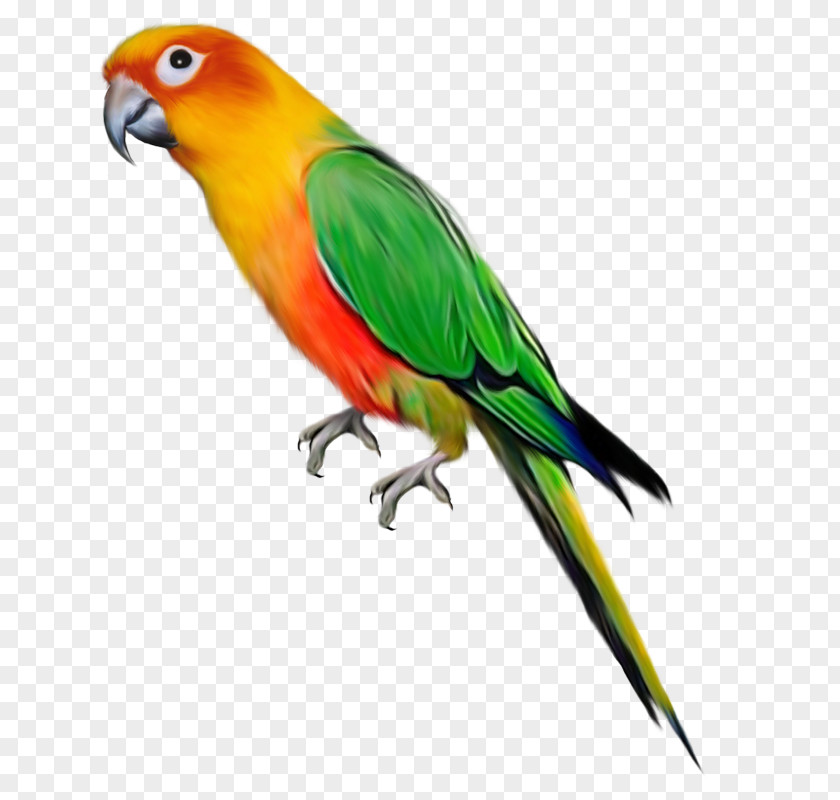 Parrot Bird Clip Art PNG